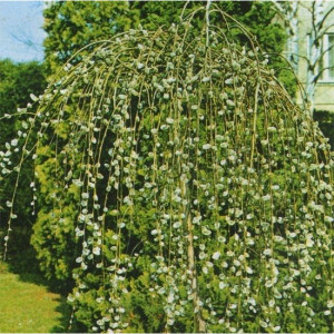 Саженцы Верба плакучая