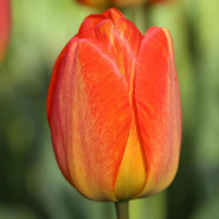 Тюльпан Оранж Джус (Orange Jui..