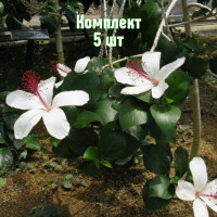 Комплект 5шт / Гибискус древов..