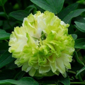 Комплект 5шт / Пион древовидный Грин Джейд (Green Jade) Комплект 5шт / Пион древовидный Грин Джейд (Green Jade)