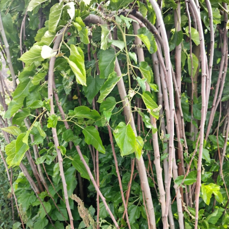 Шелковица плакучая черная Шелковица плакучая черная