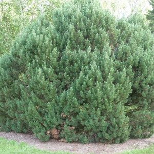 Саженцы Комплект 5шт / Сосна Горная 40-60 см