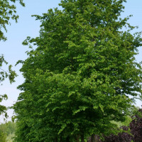 Граб Кавказский (сеянец 10-15 ..