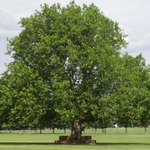 Саженцы Платан обыкновенный
