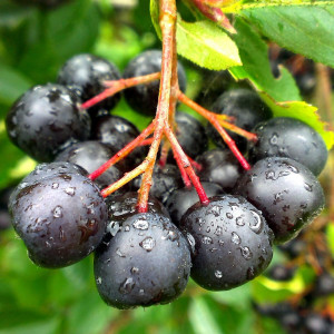 Рябина (черная) Рябина (черная)