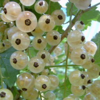 Смородина Беляна (Белая)