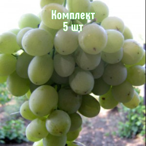 Саженцы Комплект 5шт / Виноград Агадаи